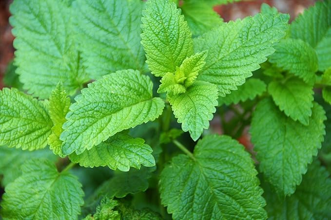 XIEJINJI Lemon Balm Tea, 2.2g X 40 Count, 100% Pure Natural Lemon Balm, Calming and Digestion Support, Eco-Conscious Tea Bags, Non-GMO, Caffeine Free - Bloomnest