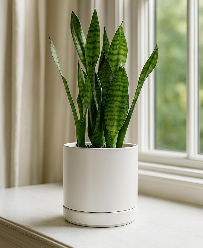 D'vine Dev Set of 2 Plants Pots, 6.5 Inch Ceramic Planter Pot for Plants with Drainage Hole and Saucer, White, 94-V-C-1 - Bloomnest