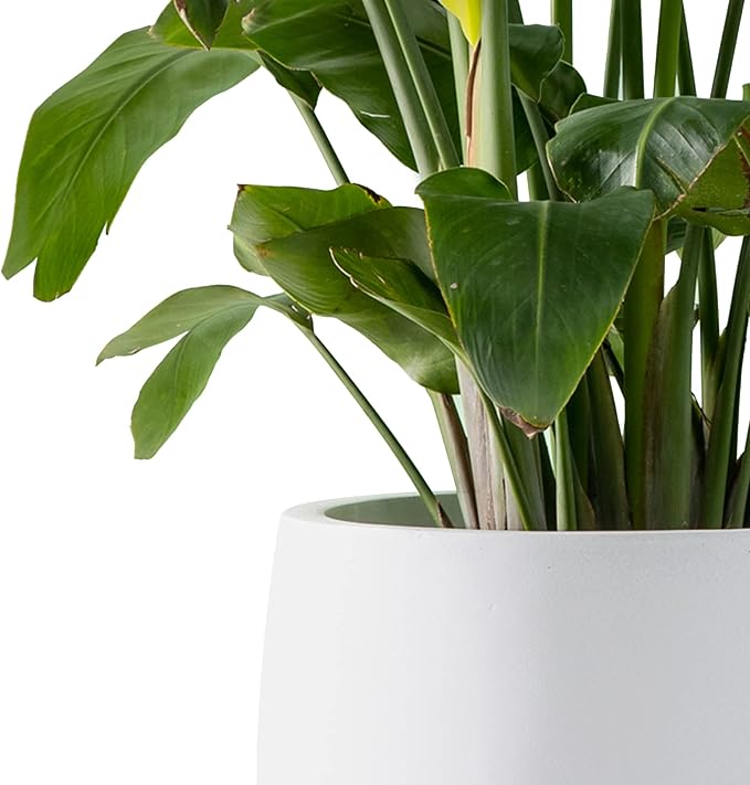 Kante 15.7" Dia Round Concrete Planter, Outdoor Indoor Garden Plant Pots with Drainage Hole and Rubber Plug, Modern Curvaceous Design, Pure White - Bloomnest