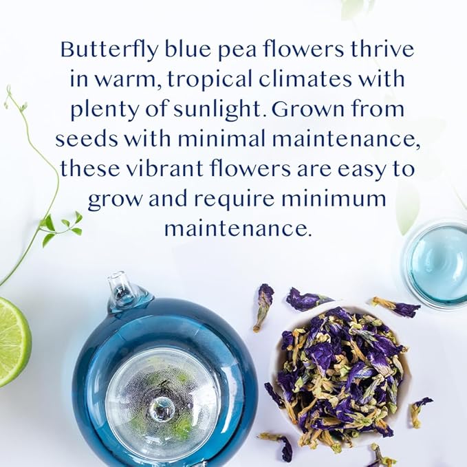 VAHDAM, Butterfly Pea Flower Tea (1.76oz) 100+ Cups | Delicate & Earthy | Vacuum Sealed for Freshness | Butterfly Pea Flower Loose Leaf | Brew Iced Tea, Cooking, Mocktails & Cocktails - Bloomnest