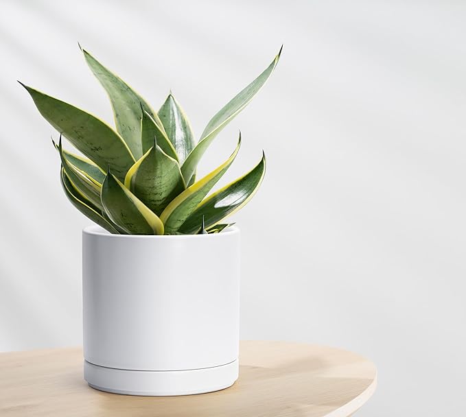 D'vine Dev Set of 2 Plants Pots, 8.2 Inch Ceramic Planter Pot for Plants with Drainage Hole and Saucer, White, 94-V-D-1 - Bloomnest