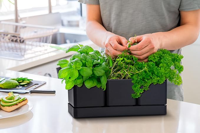 D'vine Dev Herb Garden Planter Set, Plastic Plant Pots with Drainage and Saucer, Indoor Succulent Cactus Vegetable Pot for Windowsill, Garden Balcony, Black, Set of 2, 76-V-B-2 - Bloomnest
