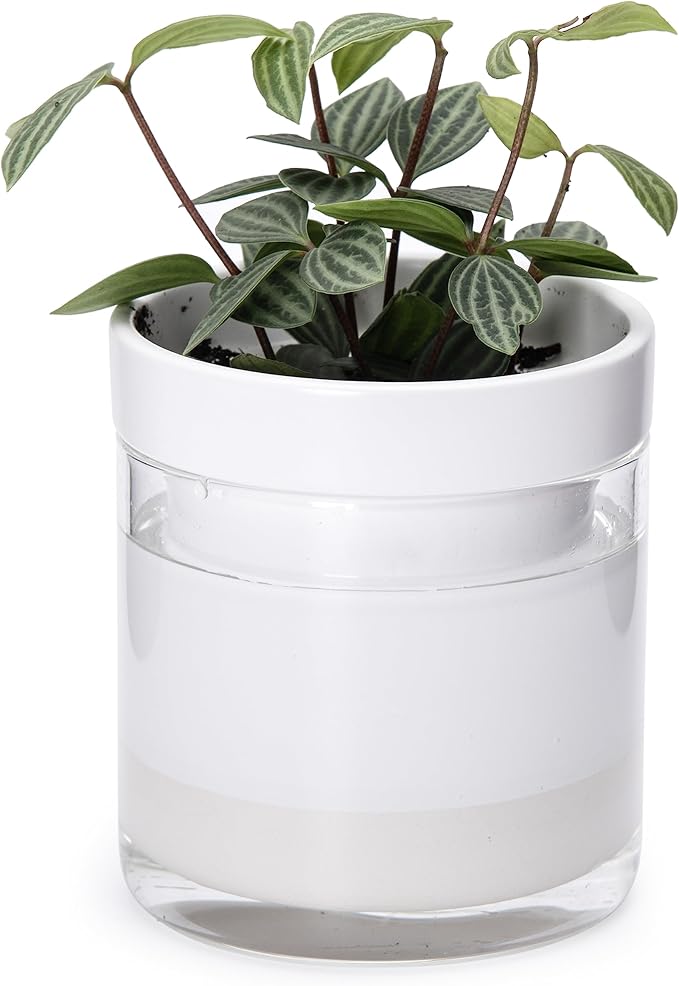 Phoenix Vine 4 Inch Self Watering Planter, White Terracotta Clay Pot with Glass Reservoir for Indoor Plants, Herbs, Flowers, Set of 1, 52-B-E-1 - Bloomnest