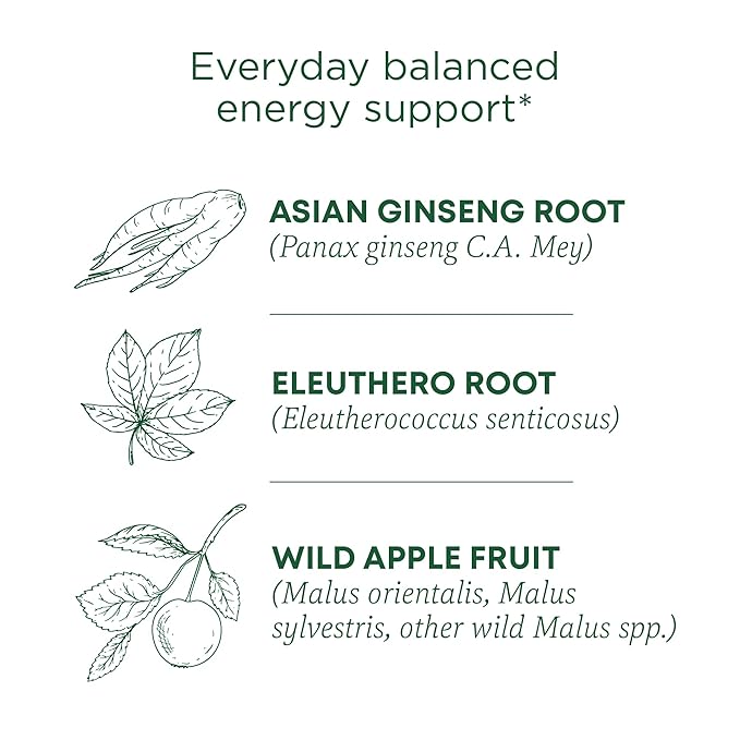 Traditional Medicinals Organic,Stress Ease Focus,Ginseng Wild Apple Mint Tea - Balanced Energy Support & Adaptogens - Kosher,Non-GMO,Caffeine-Free,Compostable - 16 Tea Bags,(Pack of 2) - Bloomnest