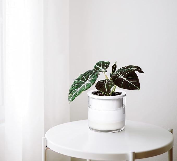 Phoenix Vine 4 Inch Self Watering Planter Pot, Design White Terracotta Pots for Plants, Indoor Cylinder Terra Cotta Pots with Glass Vase, Set of 4, 51-B-E-4 - Bloomnest