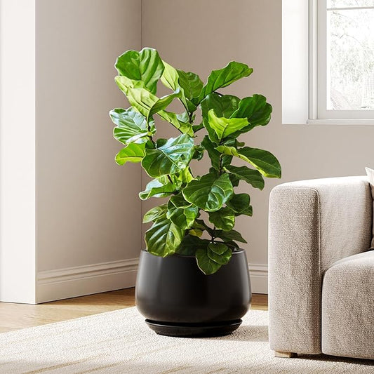 LE TAUCI Ceramic Planters, 12 Inch Pots for Plants, Indoor Plant Pots with Drainage Holes and Saucers, Modern Planters Fit Mid Century Plant Stand, Flower Pots for Indoor Plants, Black - Bloomnest
