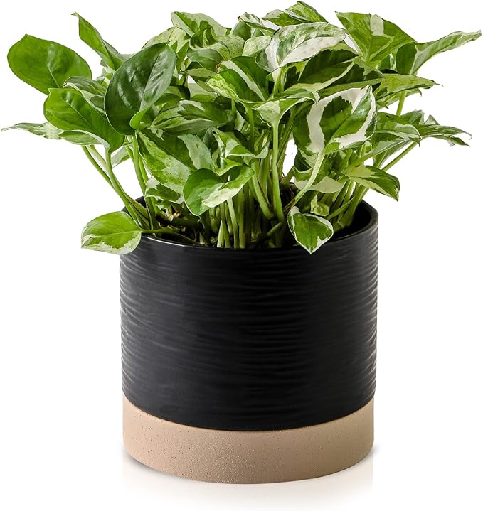 Nihow Ceramic Plant Pot: 6 Inch Planter with Drainage Hole & Saucer for Indoor & Outdoor Plants - Cylinder Round Flower Pot for Succulent/Herbs/Violets - Black & Brown - Bloomnest