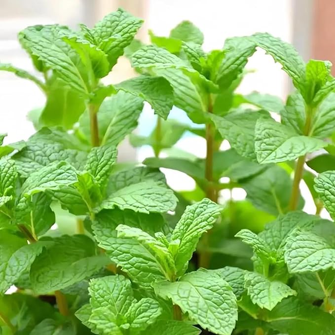 Mint Seeds for Planting 3800PCS – Fragrant, Fast-Growing Herb | Easy to Grow Indoors & Outdoors | Perfect for Tea, Cooking, and Aromatherapy - Bloomnest