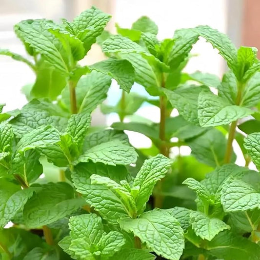 Mint Seeds for Planting 3800PCS – Fragrant, Fast-Growing Herb | Easy to Grow Indoors & Outdoors | Perfect for Tea, Cooking, and Aromatherapy - Bloomnest