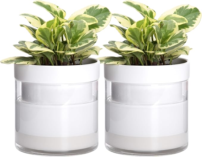Phoenix Vine 6 Inch Self Watering Planter, White Terracotta Clay Pot with Glass Reservoir for Indoor Plants, Herbs, Flowers, Set of 2, 52-B-F-2 - Bloomnest