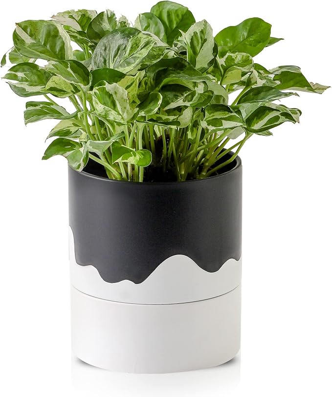 Nihow Self Watering Plant Pot: 6 Inch Ceramic Planter with Drainage Hole & Water Storage Plus for Indoor & Outdoor Plants - Cylinder Round Flower Pot for Succulent/Herbs/Violets - Black & Wave White - Bloomnest