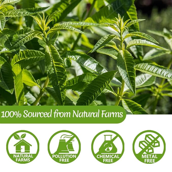 Premium 60 Lemon Verbena Tea Bags, Made with 100% Pure Lemon Verbena Leaves, No Additives & Caffeine Free. - Bloomnest