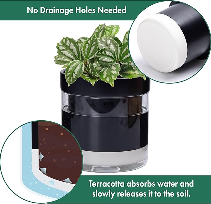 Phoenix Vine 6 Inch 4 Inch Self Watering Terracotta Planter, Black Terracotta Clay Pot with Glass Reservoir for Indoor Plants, Herbs, Flowers, 52-C-G-46 - Bloomnest