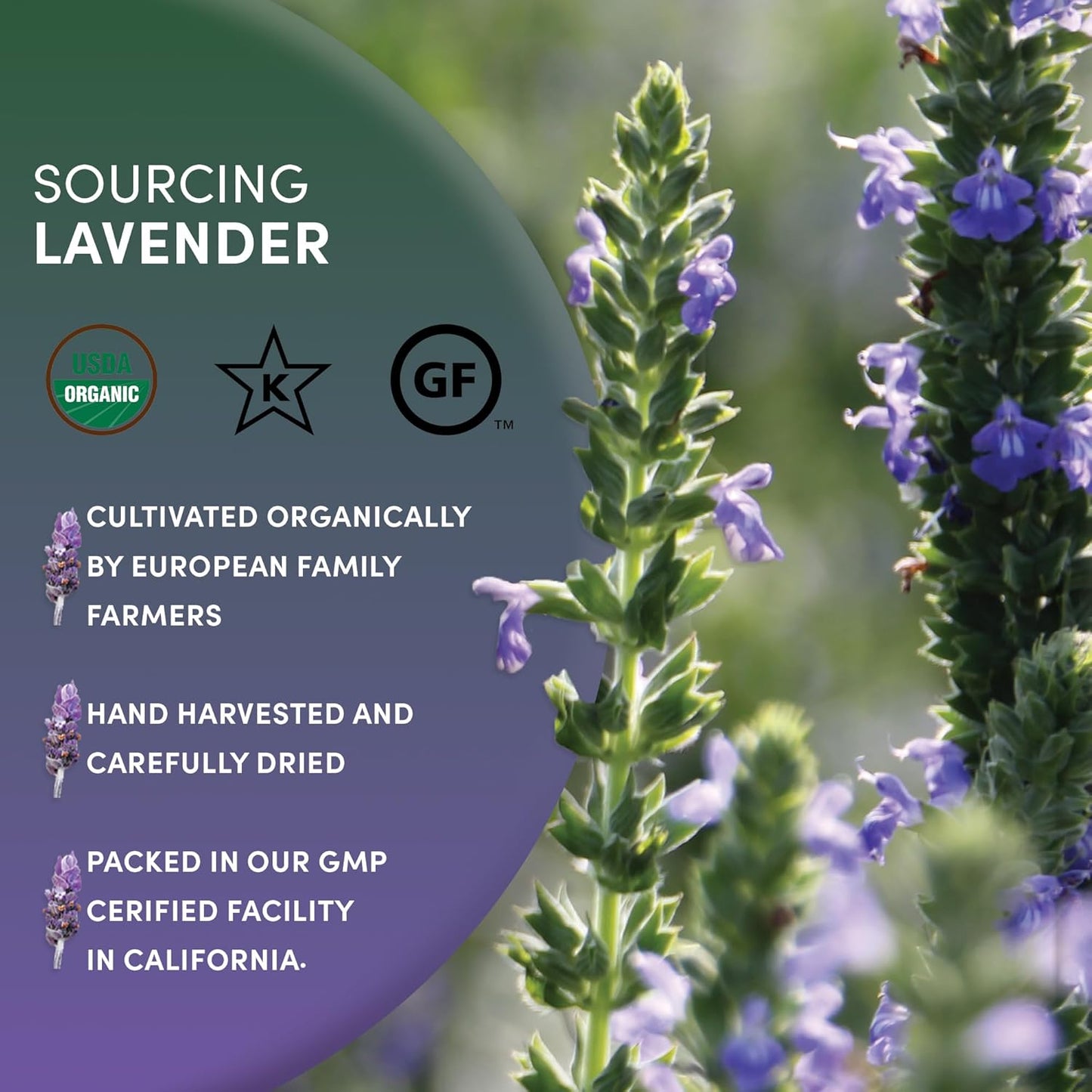 Worldwide Botanicals Organic Lavender Flowers, 4 ounces, Pure European Lavender buds, Perfect for Aromatherapy, Sachets, Wedding celebrations, Tea flavoring, Eye pillows Scenting The Home