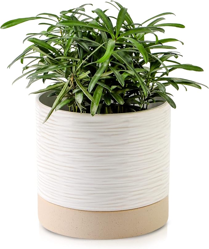 Nihow Ceramic Plant Pot: 6 Inch Planter with Drainage Hole & Saucer for Indoor & Outdoor Plants - Cylinder Round Flower Pot for Succulent/Herbs/Violets - Cream White & Brown - Bloomnest
