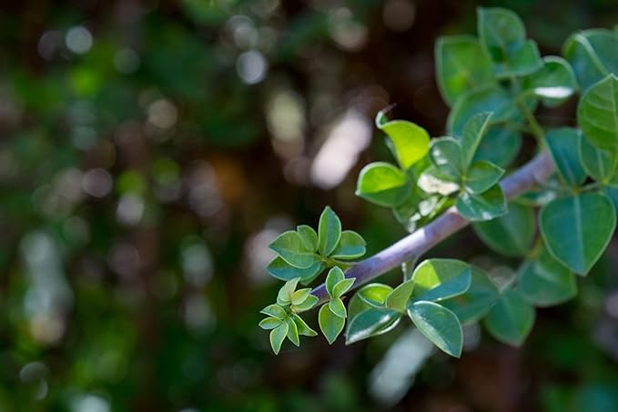 US Organic 100% Pure Frankincense (Boswellia Carteri) Essential Oil - Sourced from The Horn of Africa, USDA Certified Organic, Use Topically or in Diffuser, Perfect for Yoga or Meditation (5 ml) - Bloomnest