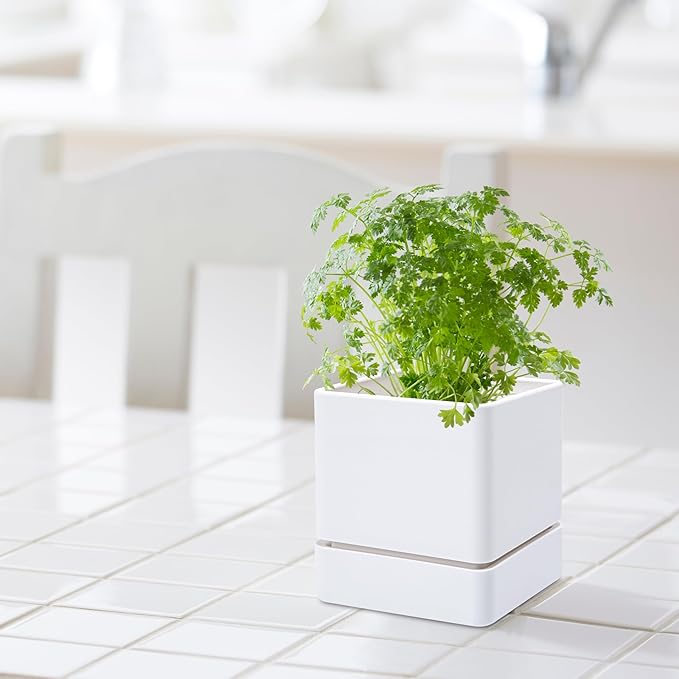4 Inch Herb Planter Pot, Plastic Planter with Drainage Holes and Saucer, Modern Decorative Gardening Pot for Indoor Plants, Flowers, Herbs, Succulents, White, Set of 1, 76-Y-A-1 - Bloomnest