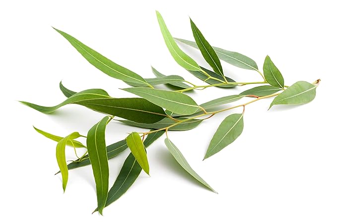US Organic 100% Pure Eucalyptus Essential Oil (Radiata) - USDA Certified Organic, Steam Distilled - W/Euro droppers (More Size Variations Available) (30 ml / 1 fl oz) - Bloomnest
