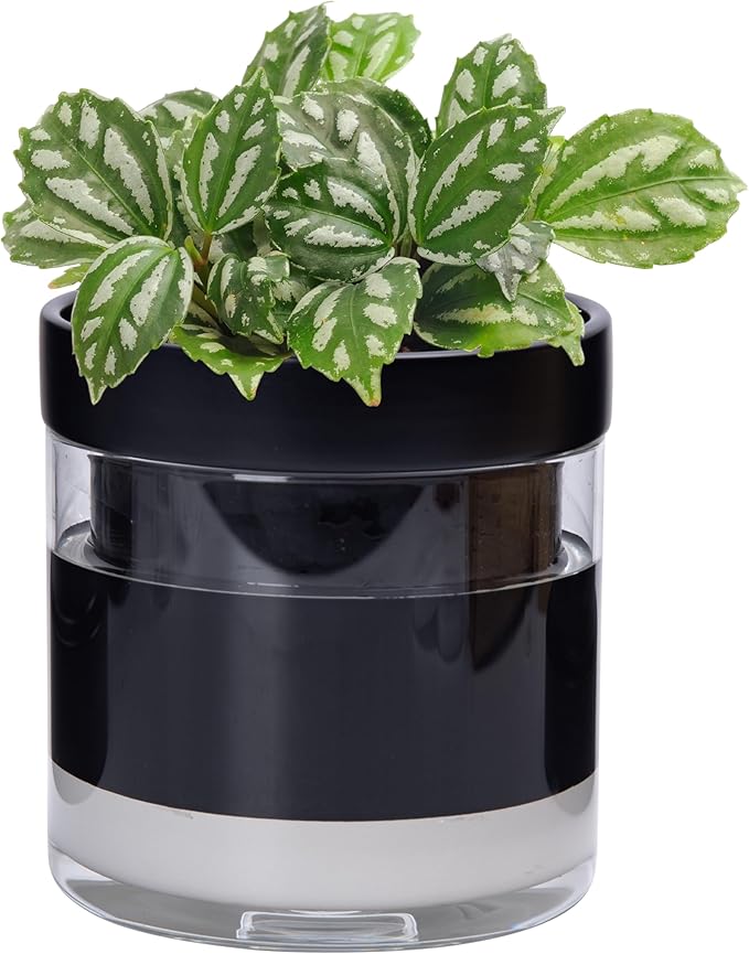 Phoenix Vine 6 Inch Self Watering Terracotta Planter, Black Terracotta Clay Pot with Glass Reservoir for Indoor Plants, Herbs, Flowers, Set of 1, 52-C-F-1 - Bloomnest