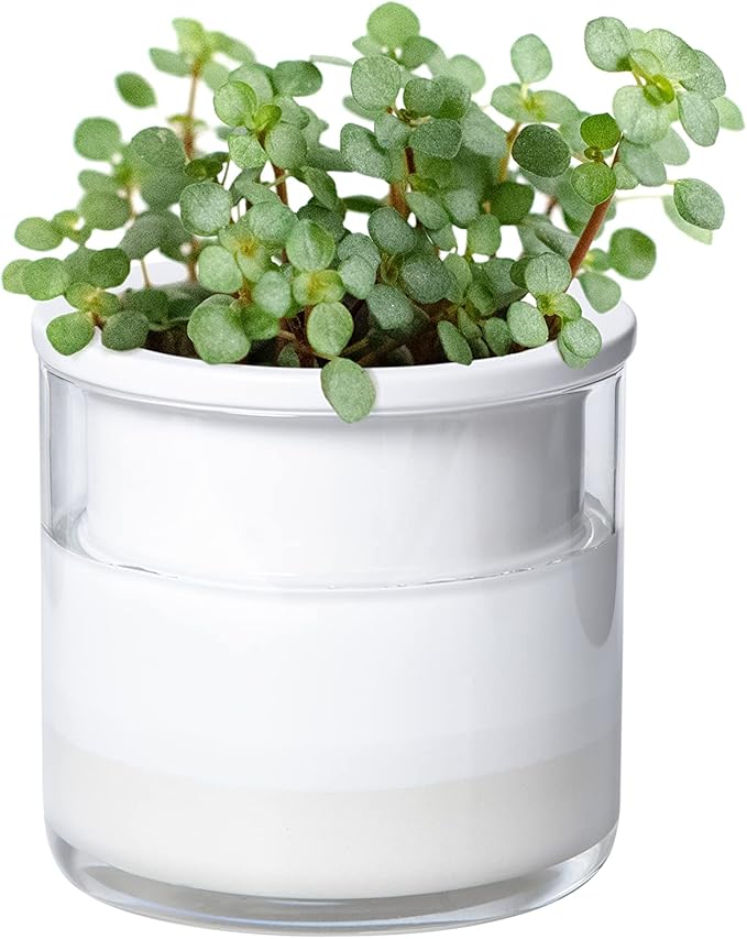 Phoenix Vine 4 Inch Self Watering Planter Pot, Design White Terracotta Pots for Plants, Indoor Cylinder Terra Cotta Pots with Glass Vase, Set of 1, 51-B-E-1 - Bloomnest