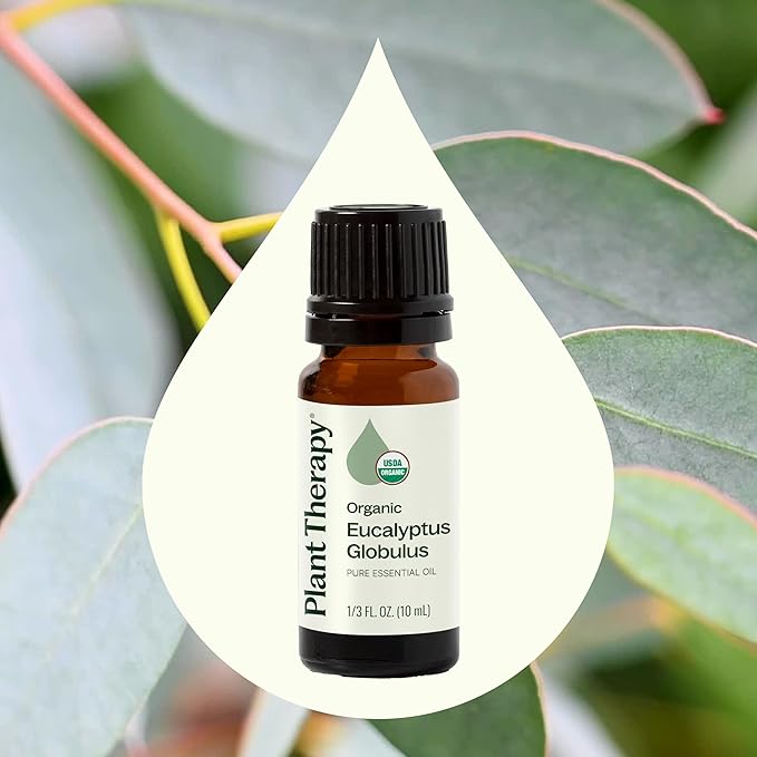 Plant Therapy Organic Eucalyptus Globulus Essential Oil 100% Pure, USDA Certified Organic, Undiluted, Natural Aromatherapy, Therapeutic Grade 10 mL (1/3 oz) - Bloomnest