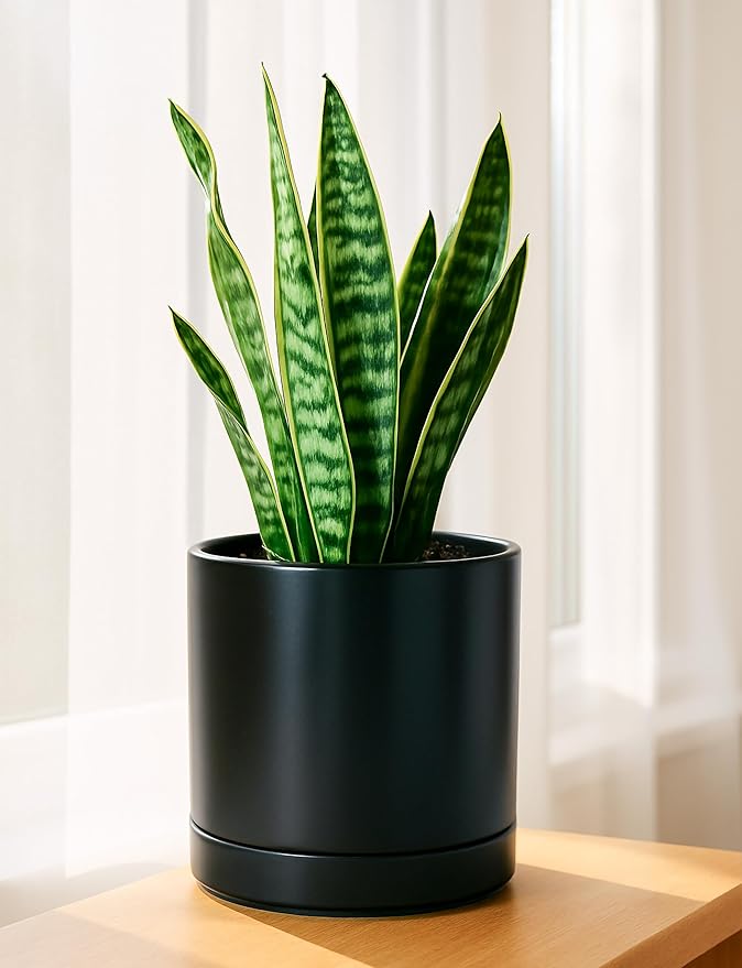 D'vine Dev Set of 2 Plants Pots, 8.2 Inch Ceramic Planter Pot for Plants with Drainage Hole and Saucer, Black, 94-V-D-2 - Bloomnest