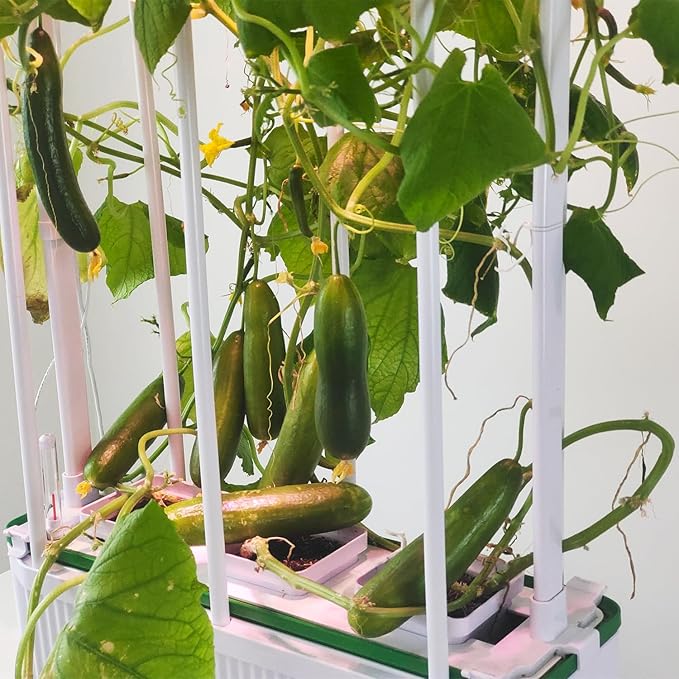 Large Hydroponics Growing System kit with Trellis,Smart Indoor Hydroponic Gardening System with LED Grow Light, Indoor Hydroponic Grow Kit for Tomato,Pepper,Cucumbers(7L,Pump) - Bloomnest