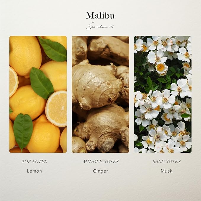 Scentiment Diffuser Oil - Malibu Hotel | Aromatherapy Home Fragrance | Inspired by Nobu® Hotel | Luxurious Scent with Notes of Lemon, Ginger, Musk (50 mL) - Bloomnest