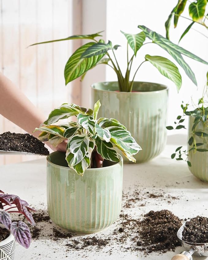 LE TAUCI Fluted Ceramic Planters Set of 3 – 8.3/7 / 5.7 in Sage Green Reactive Cylinder Indoor Plant Pots with Drainage Plug & Mesh, Glossy Stoneware Flower Pots for Succulents Herbs - Bloomnest