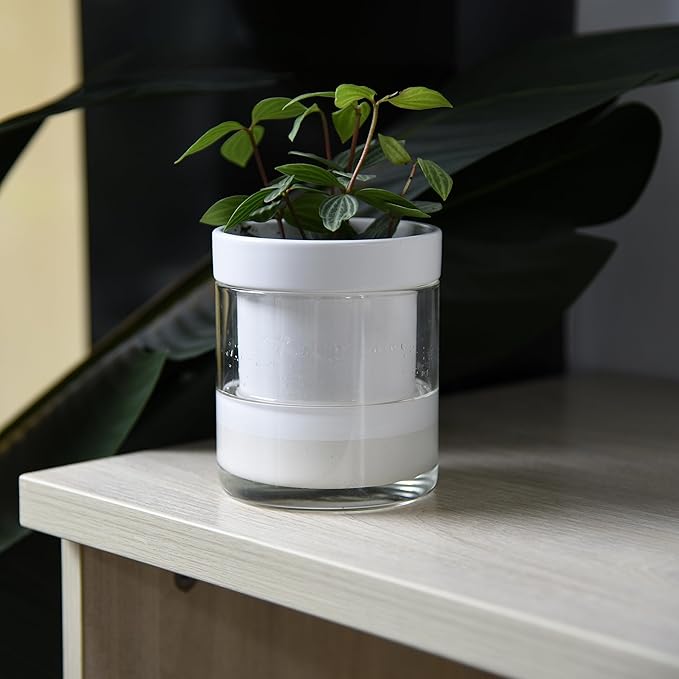 Phoenix Vine 4 Inch Self Watering Planter, White Terracotta Clay Pot with Glass Reservoir for Indoor Plants, Herbs, Flowers, Set of 2, 52-B-E-2 - Bloomnest