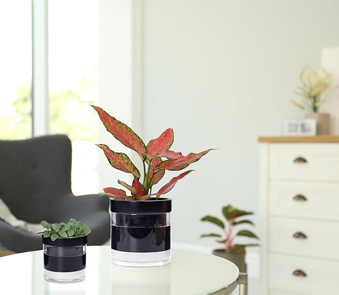 Phoenix Vine 6 Inch 4 Inch Self Watering Terracotta Planter, Black Terracotta Clay Pot with Glass Reservoir for Indoor Plants, Herbs, Flowers, 52-C-G-46 - Bloomnest