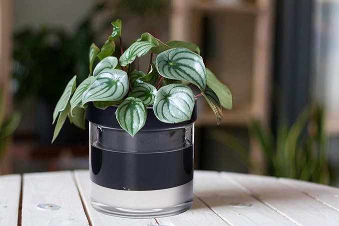 Phoenix Vine 6 Inch Self Watering Planter Pot, Black Terracotta Clay Pot with Glass Reservoir for Indoor Plants, Herbs, Flowers, Set of 2, 52-C-F-2 - Bloomnest