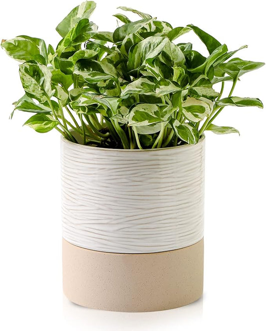 Nihow Self Watering Plant Pot: 6 Inch Ceramic Planter with Drainage Hole & Water Storage Plus for Indoor & Outdoor Plants - Cylinder Round Flower Pot for Succulent/Herbs/Violets - Cream White & Brown - Bloomnest