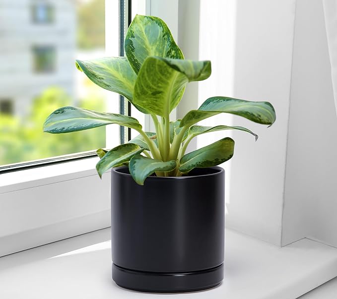 D'vine Dev Set of 2 Plants Pots, 6.5 Inch Ceramic Planter Pot for Plants with Drainage Hole and Saucer, Black, 94-V-C-2 - Bloomnest