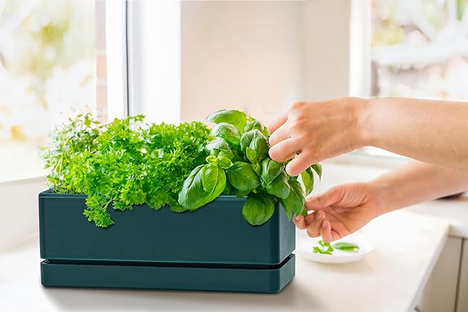 D'vine Dev 12 Inch Window Box Planter, Rectangle Plastic Herb Planter with Drainage Holes and Saucer, Indoor Succulent Cactus Vegetable Pot for Windowsill, Garden Balcony, Green, Set of 1, 76-X-C-1 - Bloomnest