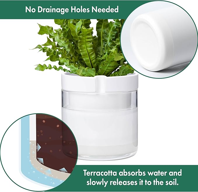 Phoenix Vine 8 Inch Self Watering Planter, White Terracotta Clay Pot with Glass Reservoir for Indoor Plants, Herbs, Flowers, Set of 1, 52-B-H-1 - Bloomnest