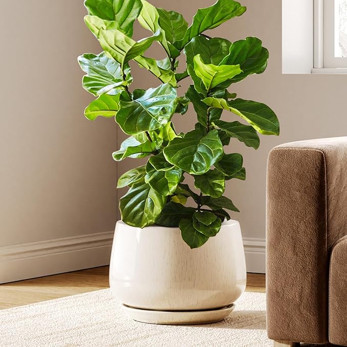 LE TAUCI 12 Inch Pots for Plants, Ceramic Planter with Drainage Hole & Saucer, Thick-Walled Ceramic, Planters for Indoor Plants, Ideal for Living Room & Entryway, Reactive Glaze Beige - Bloomnest