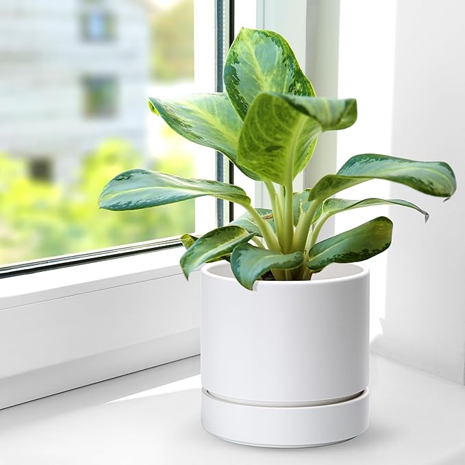 6 Inch Modern Plastic Round Pots for Indoor Houseplants and Herbs, Pack of 3 Planter Pot with Drainage Hole & Saucer, Deep Water Catch Tray, Straight Cylindrical Pot for Plants, Matte White, 23-D-S-1 - Bloomnest