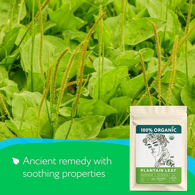 Plantain Leaf Organic (4 oz.) – Broadleaf Plantain Tea Loose Leaf (Plantago Major) – Llanten Planta Medicinal - Herbal Tea for Digestion, Respiratory Health & Detox - Bloomnest
