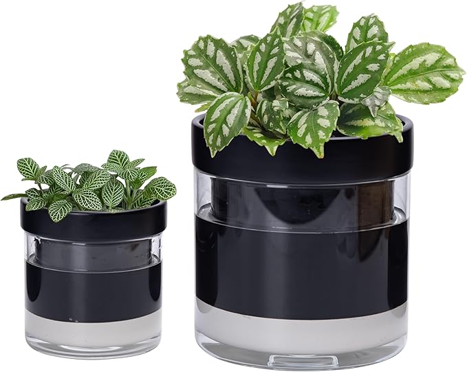 Phoenix Vine 6 Inch 4 Inch Self Watering Terracotta Planter, Black Terracotta Clay Pot with Glass Reservoir for Indoor Plants, Herbs, Flowers, 52-C-G-46 - Bloomnest