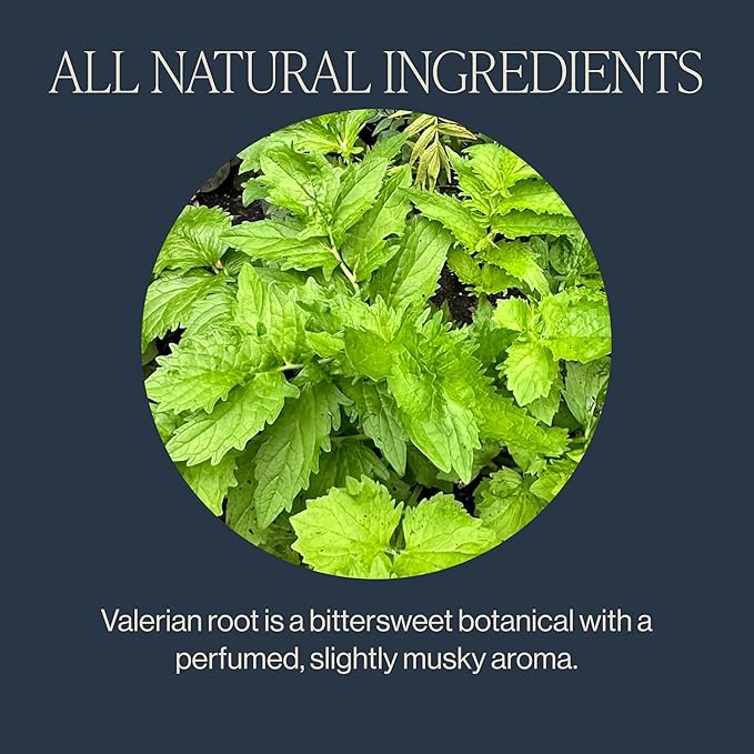 Rishi Tea Valerian Dream Herbal Tea - Organic Sachet Bags, Caffeine Free, Calming Botanical Blend with Valerian Root - 15 Count (Pack of 6) - Bloomnest