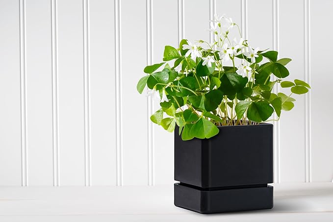 4 Inch Herb Planter Pot, Plastic Planter with Drainage Holes and Saucer, Modern Decorative Gardening Pot for Indoor Plants, Flowers, Herbs, Succulents, Black, Set of 2, 76-Y-B-2 - Bloomnest