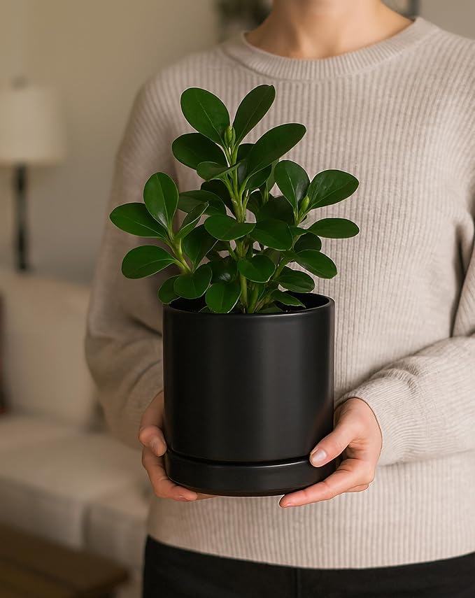 D'vine Dev Set of 2 Plants Pots, 6.5 Inch Ceramic Planter Pot for Plants with Drainage Hole and Saucer, Black, 94-V-C-2 - Bloomnest