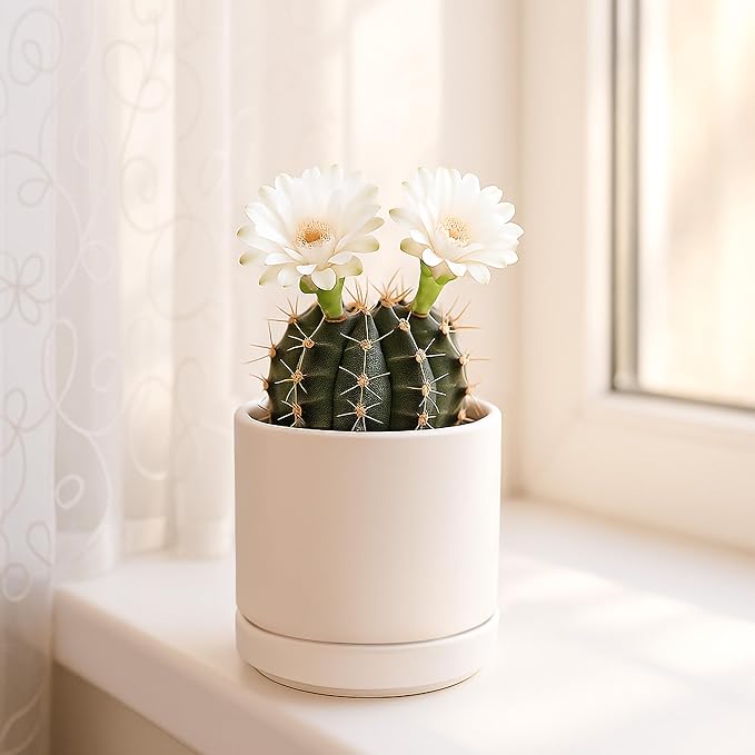 D'vine Dev Set of 4 Small Ceramic Plant Pots, 3.5 Inch Succulent Planter Pot for Plants with Drainage Hole and Saucer, Oatmeal, 94-X-A-8 - Bloomnest