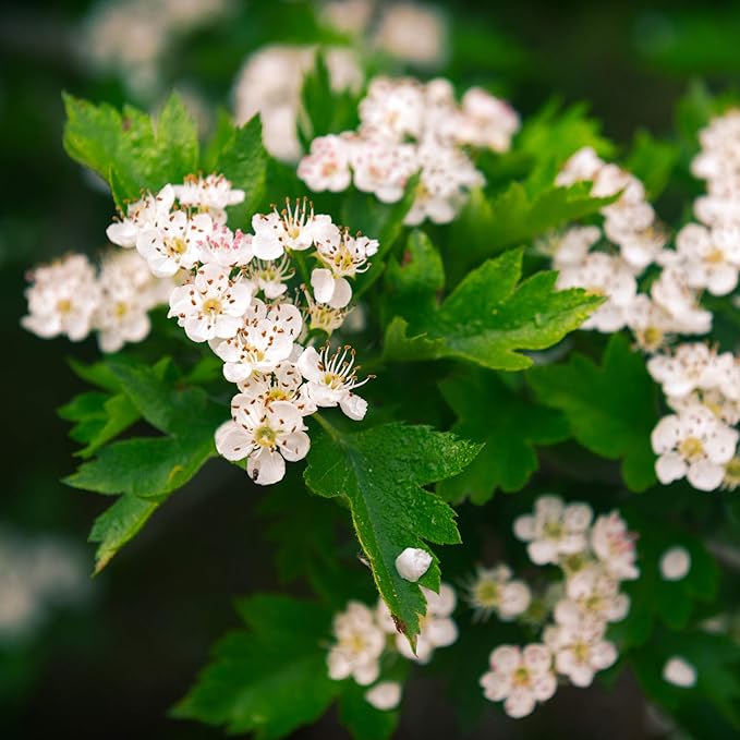 MagJo Naturals, Hawthorn Leaf and Flower (1 Pound), Wild-Crafted, Cut and Sifted, Dried Loose Leaf, Makes crisp cup of Hawthorn Tea, Hawthorne Leaves and Herb - Bloomnest
