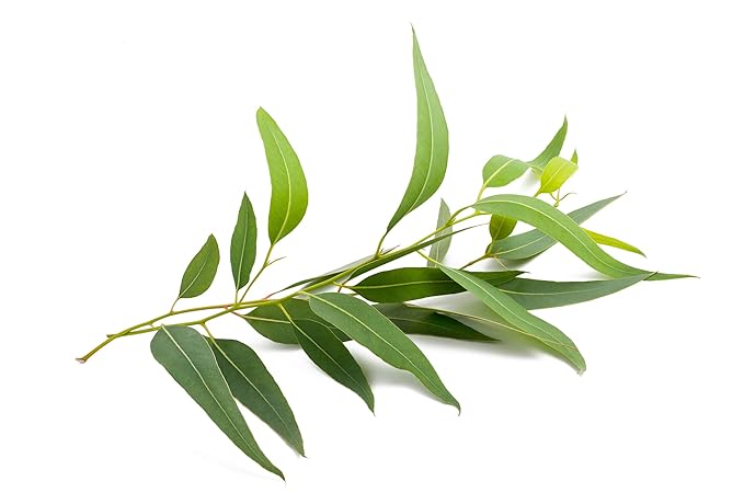 US Organic 100% Pure Eucalyptus Essential Oil (Globulus) - USDA Certified Organic, Steam Distilled - W/Euro droppers (More Size Variations Available) (30 ml / 1 fl oz) - Bloomnest