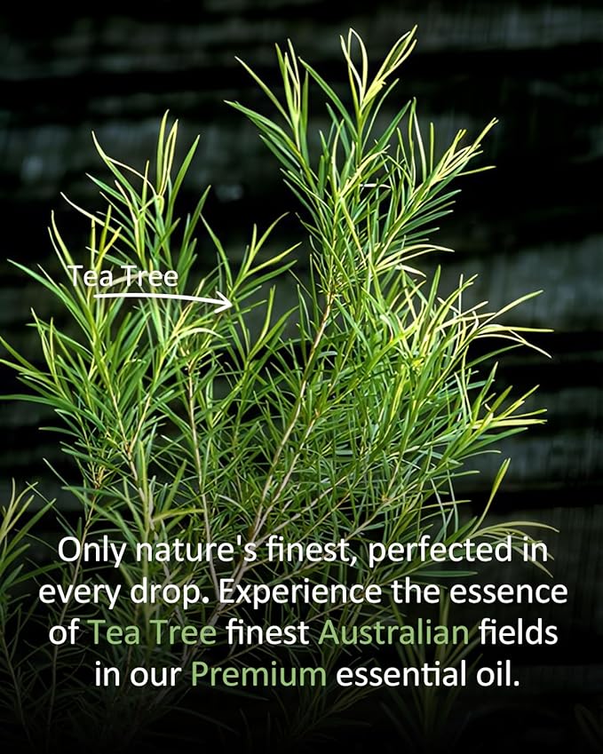 Tea Tree Essential Oil for Skin Muscle Hair Shampoo Body Wash Nails Aroma Natural Diffuser Oil 4 Fl Oz Airoomoil