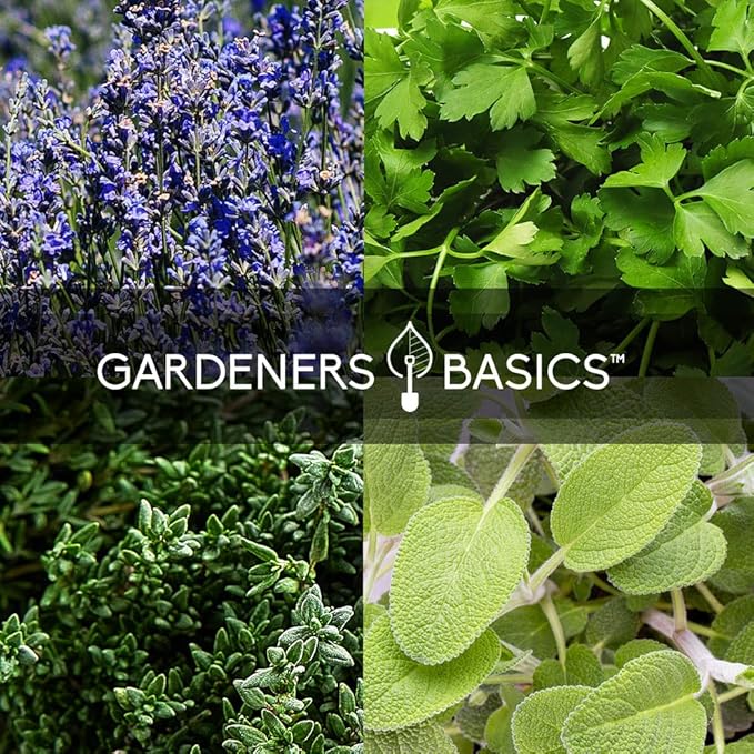 35 Medicinal & Culinary Herb Seeds Variety Pack – Heirloom Non-GMO Garden Kit for Indoor, Outdoor, or Greenhouse Growing – Apothecary, Tea & Cooking Herbs – Premium Gift for Gardeners & Homesteaders - Bloomnest