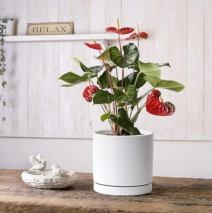 Aveyas 8 inch Ceramic Plant Pot with Drainage Hole and Saucer - Suitable for Indoor and Outdoor Use, Modern Planters for House Garden Flower Tree Snake Monstera Plants (8", Matte White) - Bloomnest