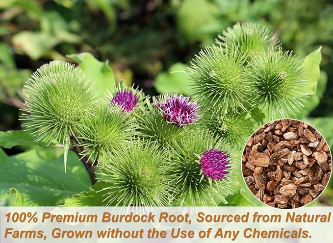 Premium Burdock Root Tea Bags,140 Tea Bags.100% Natural Burdock Tea,No Additives,Caffeine Free. - Bloomnest